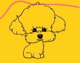 Cachorro de poodle