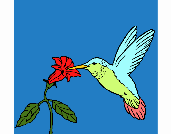 Colibrí y una flor