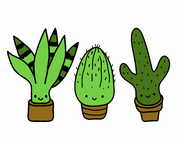 Mini cactus