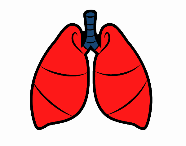 Pulmones