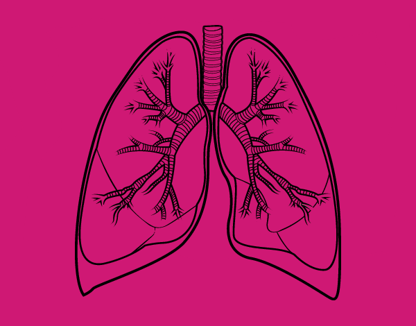 Pulmones y bronquios