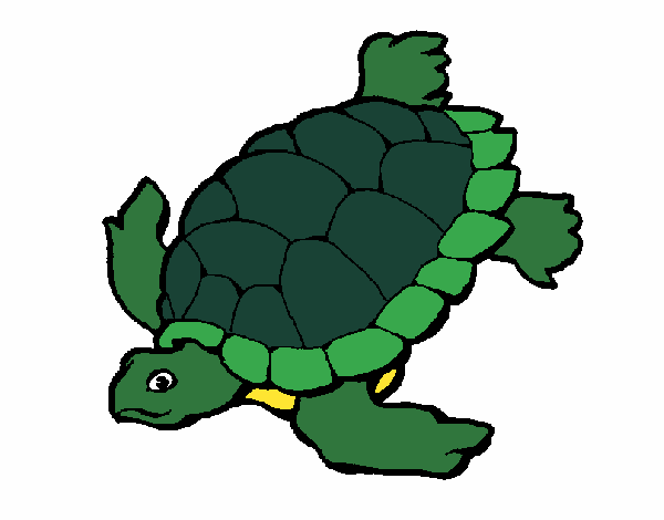 Tortuga