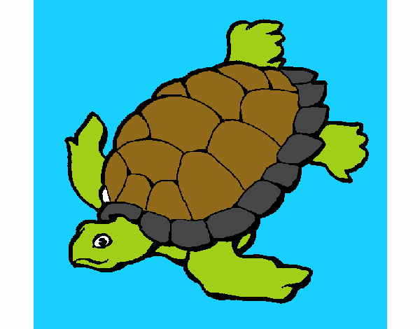 Tortuga