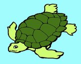 Tortuga