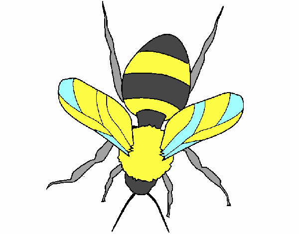 Abeja 1