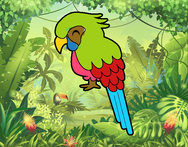 Guacamayo