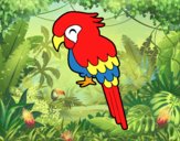 Guacamayo