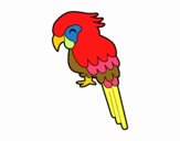 Guacamayo