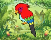 Guacamayo