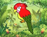 Guacamayo