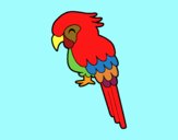 Guacamayo