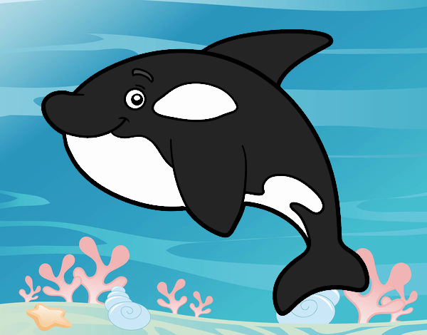 Orca