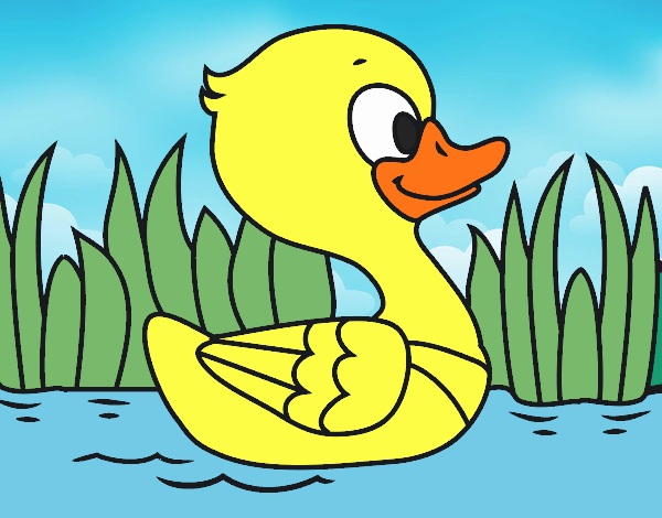 Patito de río