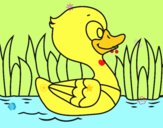 Patito de río