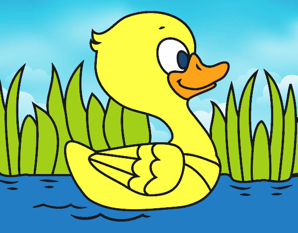 Patito de río