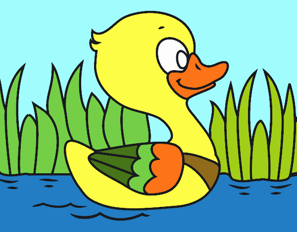 Patito de río