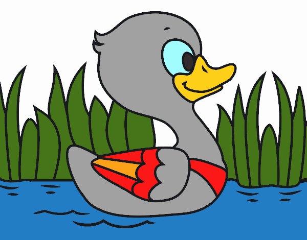 Patito de río