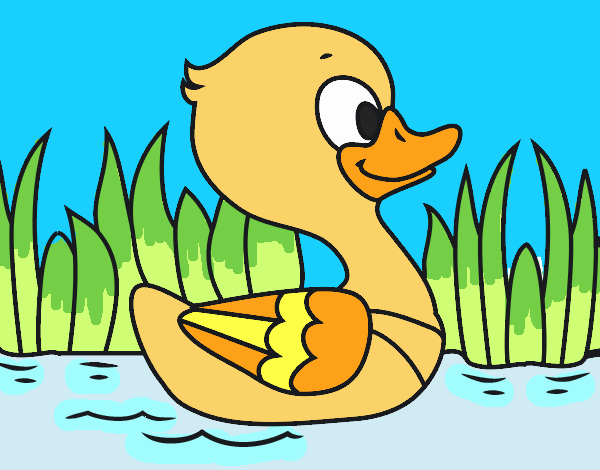 Patito de río