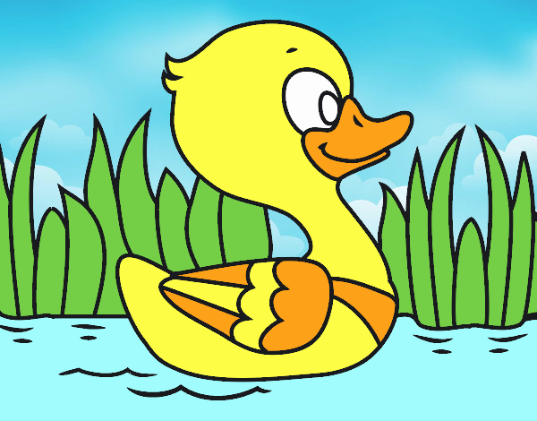 Patito de río