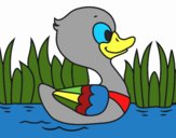 Patito de río