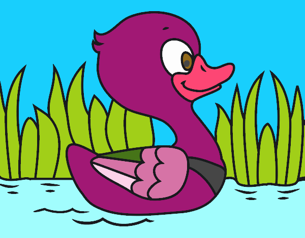 Patito de río