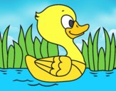 Patito de río