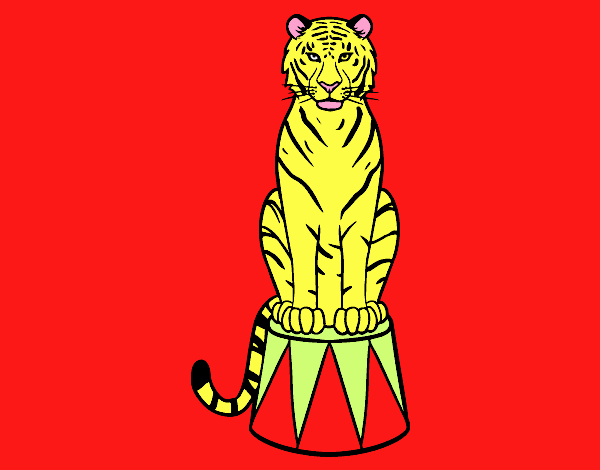 Tigre de circo