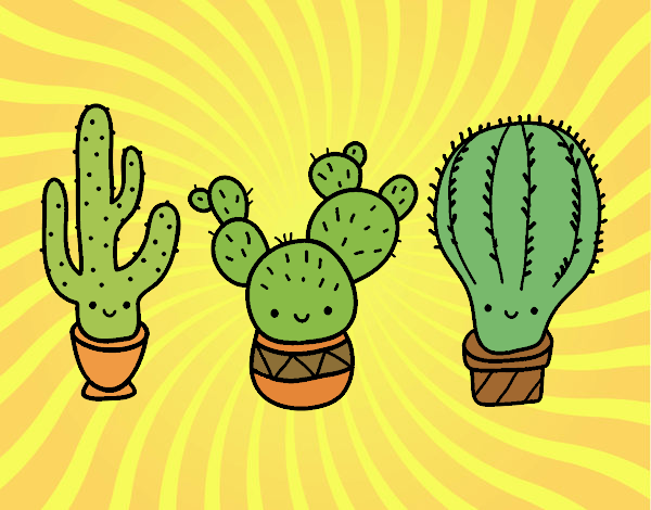 3 mini cactus