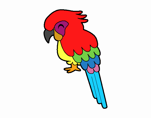 guacamayo