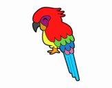 Guacamayo