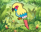 Guacamayo