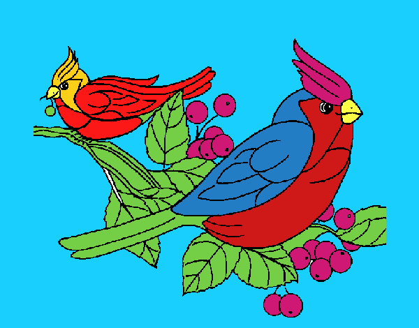 pajarito