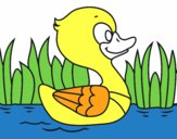 Patito de río