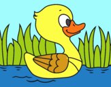 Patito de río