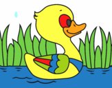 Patito de río