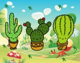 3 mini cactus