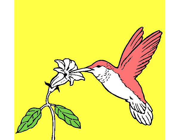 Colibrí y una flor