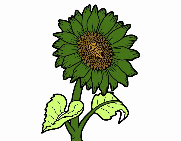 Dibujo de Flor de girasol pintado por en  el día 31-07-21 a las  03:54:35. Imprime, pinta o colorea tus propios dibujos!