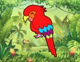 Guacamayo