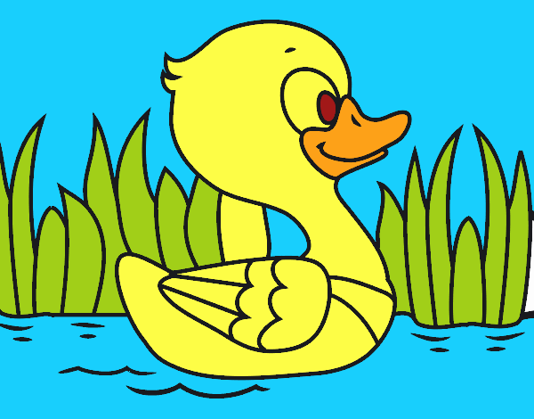 Patito de río