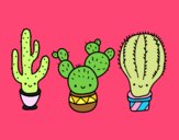 3 mini cactus