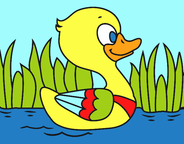 Patito de río