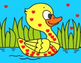 Patito de río