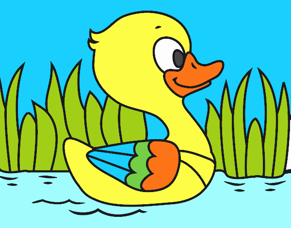 Patito de río