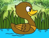 Patito de río