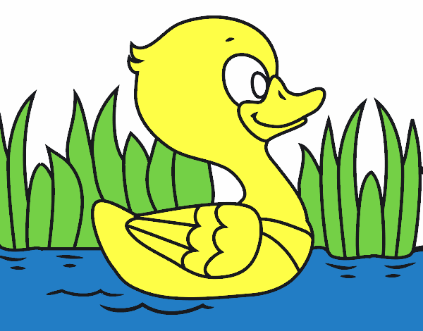 Patito de río