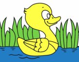 Patito de río