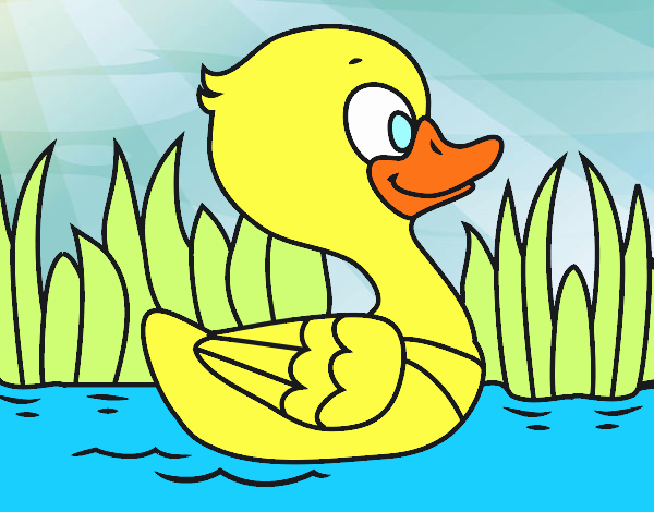 Patito de río