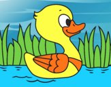 Patito de río