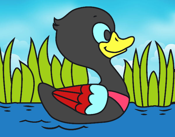 Patito de río